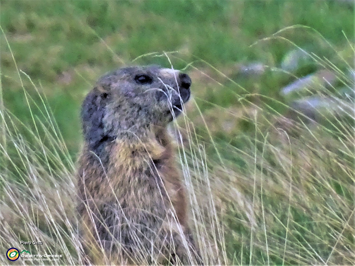 63 Marmota marmota (Marmotta delle Alpi) in attenta sentinella.JPG -                                